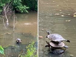 Momen Langka Tertangkap Kamera, Hasil Bagus dan Bukan Editan Photoshop