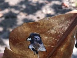 Momen Langka Tertangkap Kamera, Hasil Bagus dan Bukan Editan Photoshop