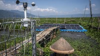 Pemerintah Desa Kesongo bersama Politeknik Negeri Semarang (Polines) melalui program Smart Farming berbasis PLTS Terapung Rawa Pening mengembangkan sistem pengairan cerdas berbasis energi surya berkapasitas 20 kWp yang memanfaatkan rangkaian Pompa Air Tenaga Surya (PATS) untuk mengairi sekitar 10 - 15 hektare lahan pertanian. Foto: ANTARA FOTO/Aprillio Akbar