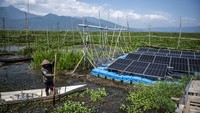 Smart Farming berbasis PLTS Terapung menjadi solusi berkelanjutan bagi petani, terutama saat musim kemarau ketika permukaan air di Danau Rawa Pening mulai surut. Foto: ANTARA FOTO/Aprillio Akbar