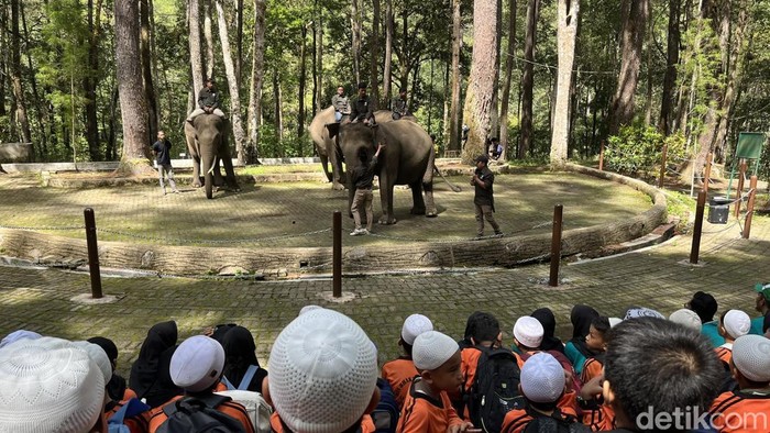 Siswa sekolah saat kunjungi konservasi gajah di Simalungun. (Foto: Kartika Sari).