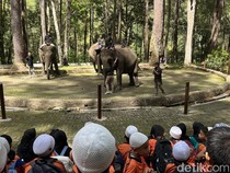 Melihat Konservasi Gajah Sumatera di Simalungun, Belajar Anatomi-Beri Makan