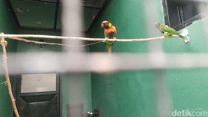 Taman Safari Indonesia bukan sekadar tempat rekreasi tapi juga jadi tempat edukasi sekaligus tempat konservasi