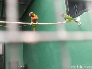 Kisah Perkici Dada Merah: dari Inggris Kembali ke Habitat Aslinya di Bali