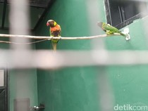 Kisah Perkici Dada Merah: dari Inggris Kembali ke Habitat Aslinya di Bali