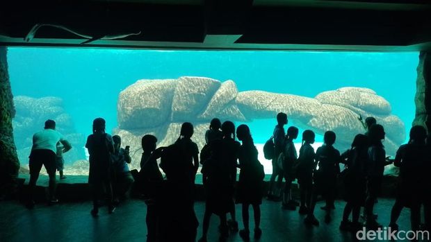Taman Safari Indonesia bukan sekadar tempat rekreasi tapi juga jadi tempat edukasi sekaligus tempat konservasi