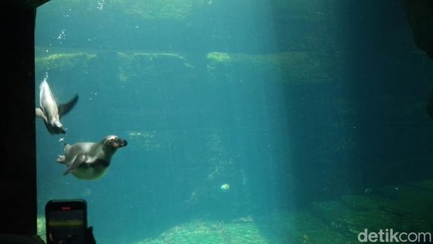 Taman Safari Indonesia bukan sekadar tempat rekreasi tapi juga jadi tempat edukasi sekaligus tempat konservasi