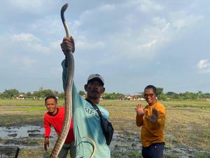 Mak Tratap! Ular Jali 2,3 Meter Nongol di Kamar Mandi Warga Klaten