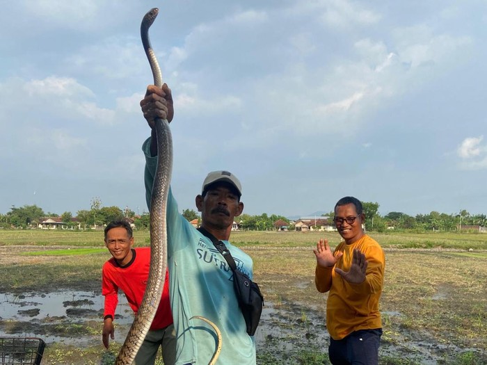 Ular Jali yang dievakuasi dari kamar mandi warga di Baran, Cawas, Klaten, Minggu (12/10/2025).