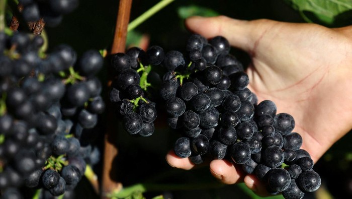 Family members of Yuichi Hirotsu harvest Kerner grapes at their Hirotsu Vineyard, managed by the Hirotsu family producing Pinot Noir, Kerner and other grapes for wine produced by Grande Polaire, in Yoichi on Japan's northernmost island of Hokkaido, Japan October 6, 2025.  REUTERS/Issei Kato     TPX IMAGES OF THE DAY