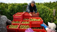 Petani Anggur panen di Yoichi. Wilayah ini dulu ideal untuk Pinot Noir, namun kini menghadapi ketidakpastian akibat perubahan iklim. Foto: REUTERS/Issei Kato