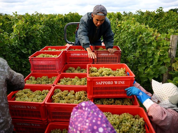 Anggur Terbaik Jepang Hadapi Ujian Perubahan Iklim