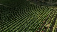 Kebun anggur di lereng Yoichi tampak hijau subur namun rapuh terhadap perubahan cuaca. Para petani mulai bereksperimen dengan varietas baru seperti Merlot dan Syrah. Foto: REUTERS/Issei Kato