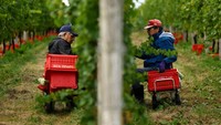 Yuichi Hirotsu, pemilik kebun anggur peraih penghargaan di Yoichi, memeriksa tanaman yang terdampak penyakit bulai. Ia menyebut perubahan iklim membuat perawatan semakin sulit. Foto: REUTERS/Issei Kato