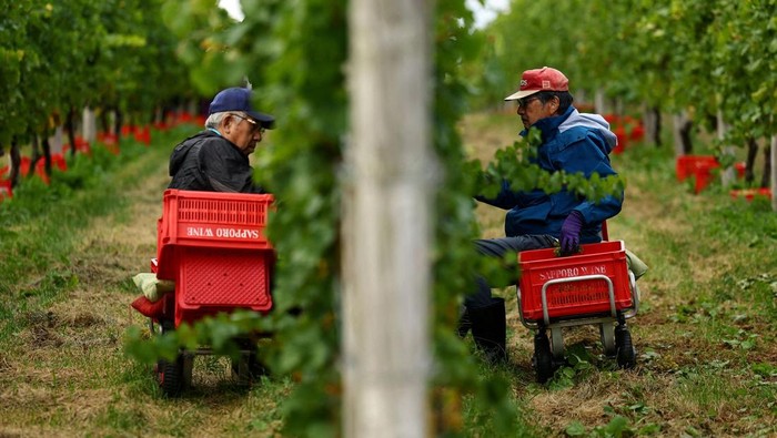 Anggur Terbaik Jepang Hadapi Ujian Perubahan Iklim Family members of Yuichi Hirotsu harvest Kerner grapes at their Hirotsu Vineyard, managed by the Hirotsu family producing Pinot Noir, Kerner and other grapes for wine produced by Grande Polaire, in Yoichi on Japan's northernmost island of Hokkaido, Japan October 6, 2025. REUTERS/Issei Kato TPX IMAGES OF THE DAY