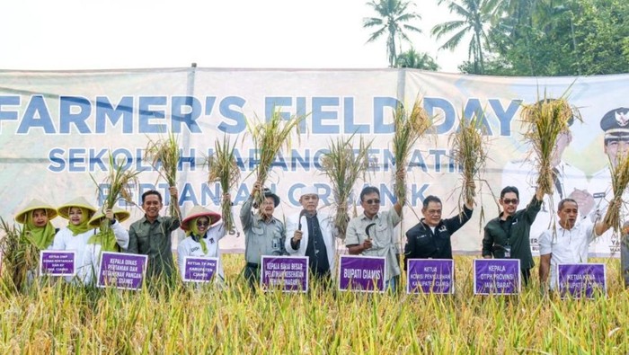 Bupati Ciamis saat panen padi organik di wilayah Ciamis.
