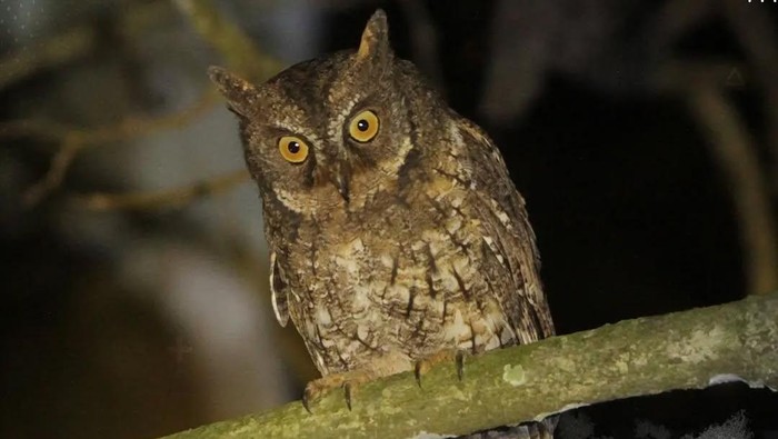 Celepuk rinjani, hewan endemik yang hidup di Gunung Rinjani Lombok dan masuk ke dalam spesies burung hantu terkecil di Indonesia. (Foto: Instagram @btn_gn_rinjani)