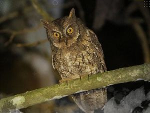 Fakta-fakta Celepuk Rinjani, Burung Hantu Lombok yang Hampir Terancam Punah