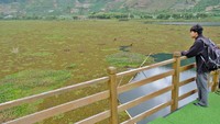 Pemandangan Telaga Merdada yang tertutup eceng gondok. Selain mengganggu aktivitas pertanian, kondisi ini juga menurunkan daya tarik wisata alam Dieng. Foto: ANTARA FOTO/Anis Efizudin