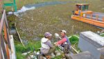 Enceng Gondok Serbu Telaga Merdada, Petani Dieng Kesulitan Air