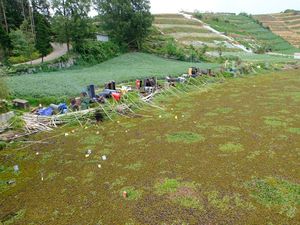 Eceng Gondok Serbu Telaga Merdada, Petani Dieng Kesulitan Air