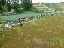 Eceng Gondok Serbu Telaga Merdada, Petani Dieng Kesulitan Air