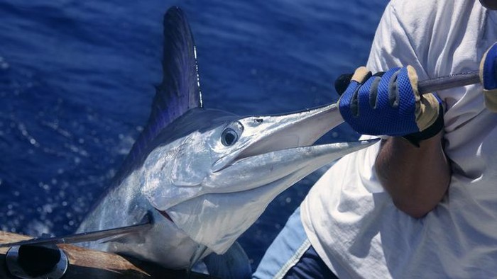 Ikan marlin