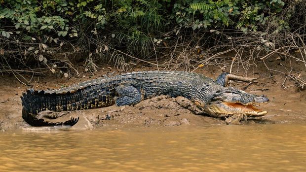 Ilustrasi buaya Ilustrasi buaya