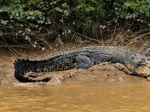 Tanda-tanda Ada Buaya di Sekitar Anda