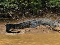 Menghale Buaye Tradisi Unik Tangkap Buaya Melayu Lingga Mulai Punah