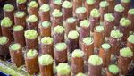 Yummy! Ini 10 Jajanan Tradisional Indonesia yang Gluten Free