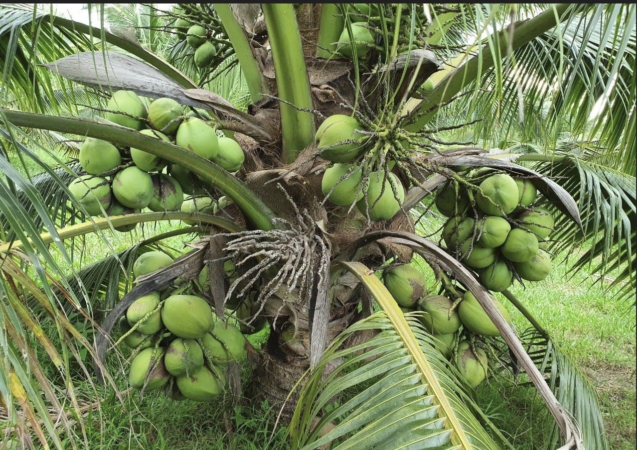 Kelapa Genjah
