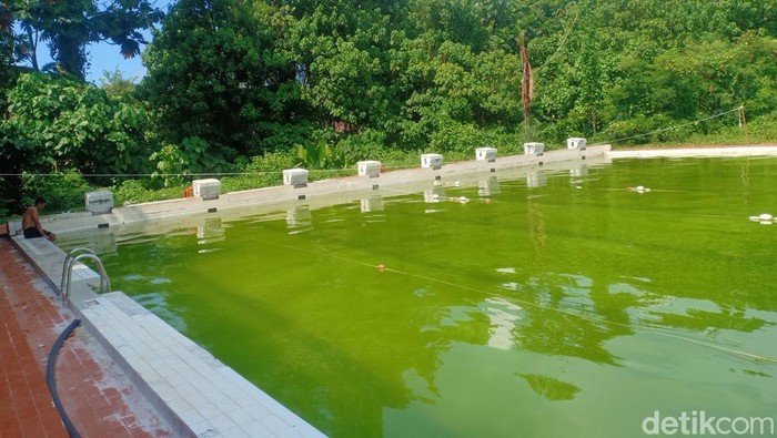 Kolam renang Rano Wangun KONI Manado memperihatinkan usai airnya berwarna hijau penuh lumut.