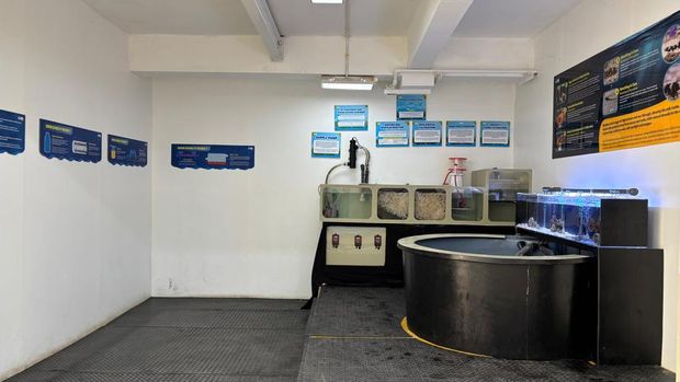 Tempat captive breeding hiu bambu, hiu endemik Indonesia yang ada di Marine Safari Bali.