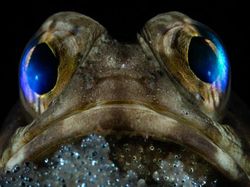 Karya Memukau Pemenang Kompetisi Foto Laut 2025, Ada di Indonesia