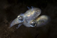 Ocean Photographer of the Year 2025