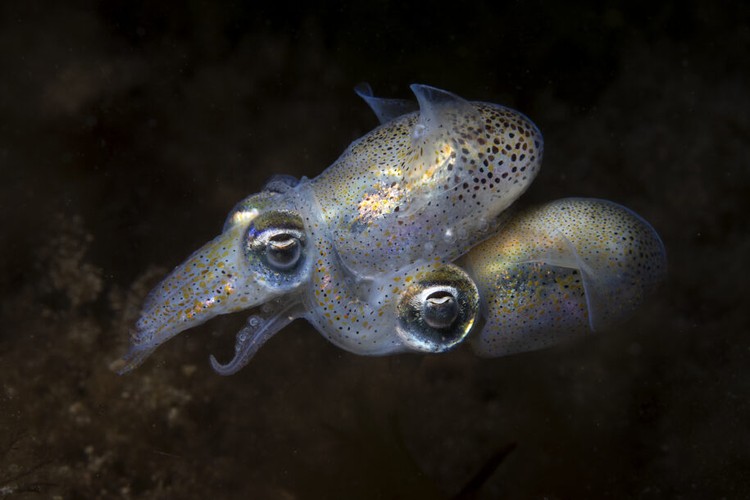 Ocean Photographer of the Year 2025