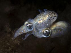 Karya Memukau Pemenang Kompetisi Foto Laut 2025, Ada di Indonesia