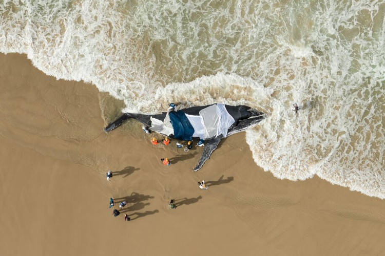Ocean Photographer of the Year 2025