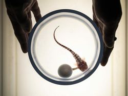 Karya Memukau Pemenang Kompetisi Foto Laut 2025, Ada di Indonesia