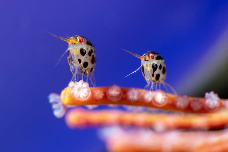Ocean Photographer of the Year 2025