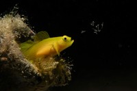Ocean Photographer of the Year 2025