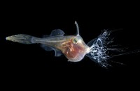 Ocean Photographer of the Year 2025