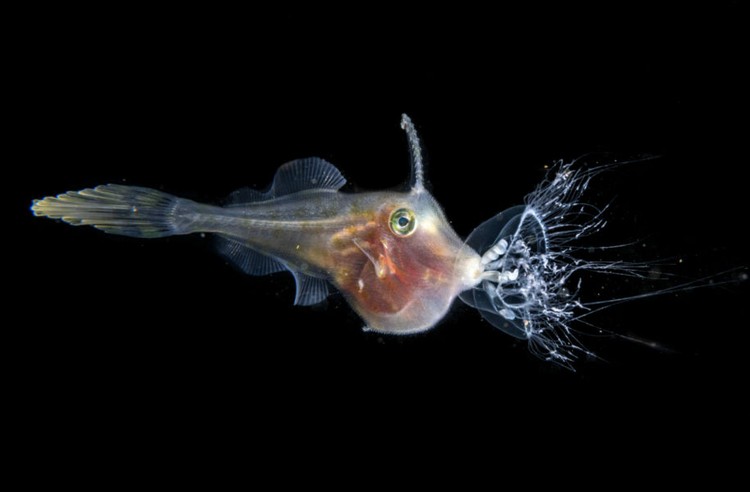 Ocean Photographer of the Year 2025