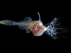 Karya Memukau Pemenang Kompetisi Foto Laut 2025, Ada di Indonesia