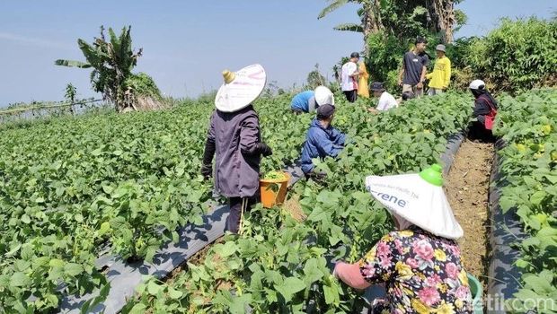 Panen edamame di Kadudampit, Kabupaten Sukabumi, Senin (13/10/2025).