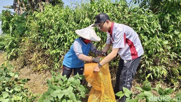 Panen edamame di Kadudampit, Kabupaten Sukabumi, Senin (13/10/2025).