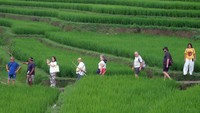 Wisatawan mancanegara berkeliling di persawahan saat berkunjung di Desa Jatiluwih, Tabanan, Bali, Senin (13/10/2025). Pemerintah melalui Kementerian Keuangan telah mencairkan Rp647,07 miliar atau 96,98 persen dari total pagu Rp667,2 miliar dana desa di Bali hingga Agustus 2025 untuk mendukung percepatan pertumbuhan ekonomi daerah. ANTARA FOTO/Nyoman Hendra Wibowo