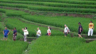 Kenali Desa Jatiluwih, Sawah Terasering Penuh Pesona dan Diakui UNESCO
