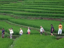 Kenali Desa Jatiluwih, Sawah Terasering Penuh Pesona dan Diakui UNESCO